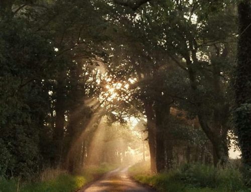 Advocacy Update: Tree Care Standard Continues to Move Forward